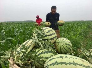 广西湖南吃瓜群众,夏日炎炎，瓜香四溢！”