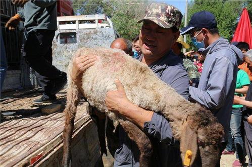 吃瓜群众三只羊,揭秘娱乐圈幕后故事