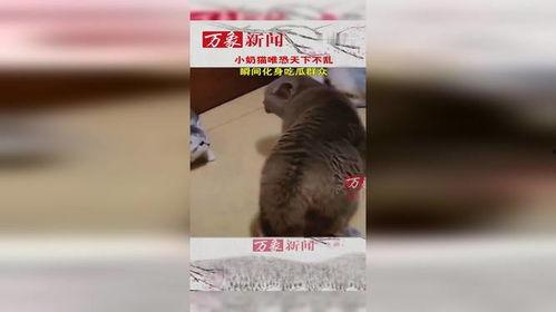 猫吃瓜群众的视频,揭秘猫咪的瓜味世界