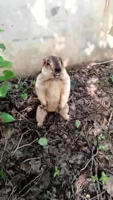 一群吃瓜群众gif,围观瞬间，笑料百出